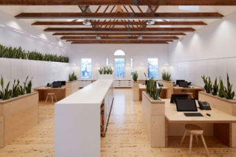 辦公室設計中綠植裝飾有多重要？看完這篇文章你就知道了！