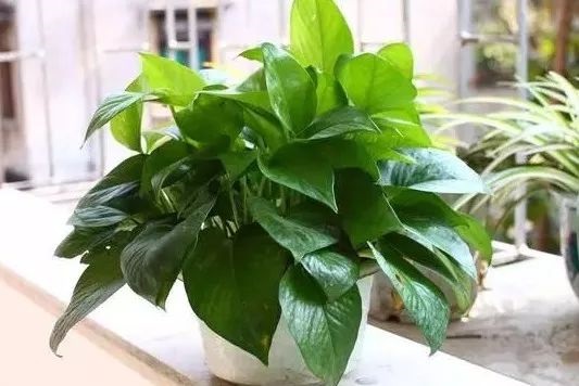 辦公室綠蘿圖片